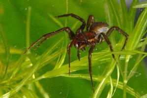 Vodouch stříbřitý (Argyroneta aquatica) – Profimedia.CZ