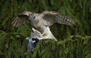 Jestřáb lesní (Accipiter gentilis) se sojkou, coby ulovenou kořistí – Ondrej Prosicky / Shuttestock