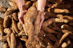 Maniok jedlý (Manihot esculenta) v rukou farmáře, Kolumbie – Luis Echeverri Urrea / Shutterstock