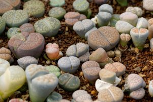 Sukulenty z rodu Lithops – Rin Boonprasan / Shutterstock