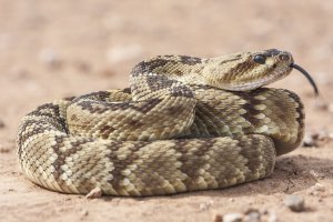 Chřestýš černoocasý (Crotalus molossus) – Viktor Loki / Shutterstock