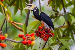 Zoborožec bělolící (Anthracoceros albirostris), Thajsko – kajornyot wildlife photography / Shutterstock