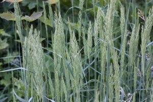 Smělek štíhlý (Koeleria macrantha; syn. K. cristata) – Spazhakina Anna / Shutterstock