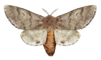 Motýl bourovčík (Thaumetopoea wilkinsoni) z čeledi bourovčíkovitých – Protasov AN / Shutterstock