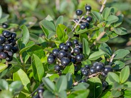 Ptačí zob obecný (Ligustrum vulgare) – M. Schuppich / Shutterstock