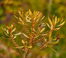 Vřesna bahenní (Myrica gale) – BestPhotoStudio / Shutterstock