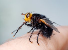 Kuklice největší (Tachina grossa) z čeledi kuklicovitých – vblinov / Shutterstock