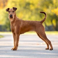 Irský teriér – otsphoto / Shutterstock