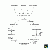 Krebsův cyklus: 2H elektrony vodíku jsou oxidační fosforylací přenášeny na vzdušný kyslík za vzniku energií bohatého ATP (adenosintrifosfátu) – CoJeCo.cz (CC BY-SA 4.0)