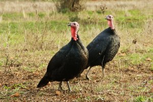 Krocan domácí (Meleagris gallopavo f. domestica), samice (krůta) – Angel L / Shutterstock