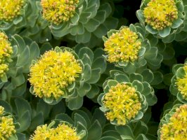 Rozchodnice růžová (Rhodiola rosea) – Fotimageon / Shutterstock
