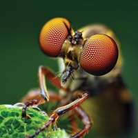 Složené oči hmyzu – chirag kar / Shutterstock