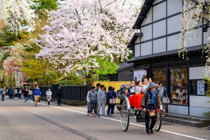 Akita – Shawn.ccf / Shutterstock