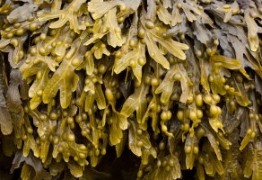 Chaluha bublinatá (Fucus vesiculosus) – Fotimageon / Shutterstock