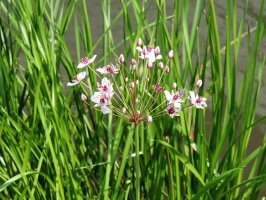 Kvetoucí šmel okoličnatý (Butomus umbellatus), Polsko – Victoria Tucholka / Shutterstock