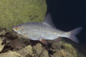 Plotice obecná (Rutilus rutilus) – Rostislav Stefanek / Shutterstock