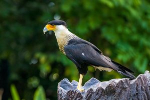Karančo jižní (Caracara plancus) – Danny Ye / Shutterstock