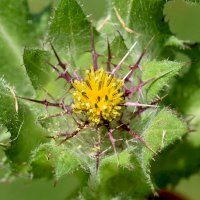Benedikt lékařský (Cnicus benedictus) – Manfred Ruckszio / Shutterstock
