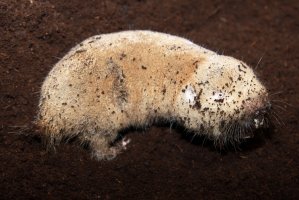 Rypoš obří (Fukomys mechowii) – Michal Sloviak / Shutterstock