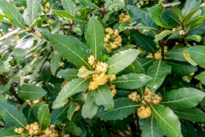 Vavřín vznešený (Laurus nobilis) – Formatoriginal / Shutterstock