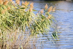 Rákos obecný (Phragmites australis) – Maxal Tamor / Shutterstock