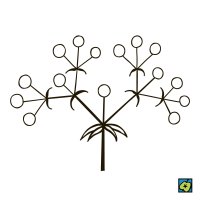 Vidlan, schéma typu květenství – CoJeCo.cz (CC BY-SA 4.0)