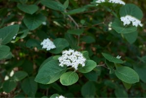 Kalina tušalaj (Viburnum lantana) – simona pavan / Shutterstock