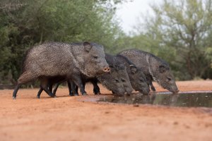 Pekari páskovaný (Pecari tajacu) z podřádu nepřežvýkavců – Dennis W Donohue / Shutterstock