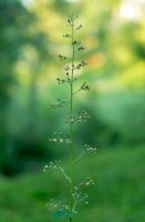 Krtičník hlíznatý (Scrophularia nodosa) – Ihor Hvozdetskyi / Shutterstock