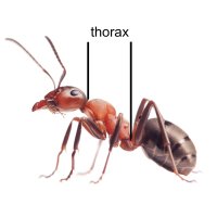 Thorax, střední část těla členovců – Andrey Pavlov / Shutterstock