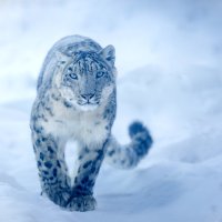 Irbis, levhart sněžný (Uncia uncia) – Aleksandr Denisyuk / Shutterstock