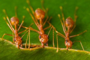 Mravenec krejčík (Oecophylla smaragdina) – kajornyot wildlife photography / Shutterstock