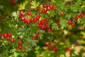 Hloh jednosemenný (Crataegus monogyna) – Gecko1968 / Shutterstock