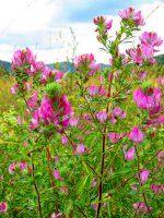 Jehlice trnitá (Ononis spinosa) – Przemyslaw Muszynski / Shutterstock