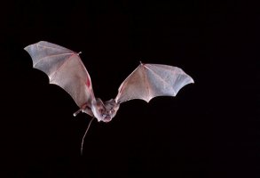 Víkonos egyptský (Rhinopoma hardwickii) – Profimedia.CZ