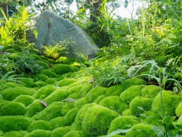 Mechorost dvouhrotec chvostnatý (Dicranum scoparium) – YanoStocks / Shutterstock