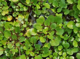 Potočnice lékařská (Nasturtium officinale) – Arunee Rodloy / Shutterstock