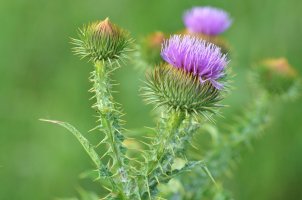Ostropes trubil (Onopordum acanthium) – STUDIO_BEE / Shutterstock