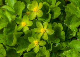 Hvězdnatec zubatý (Hacquetia epipactis) – Marbury / Shutterstock
