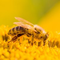 Včela medonosná (Apis mellifera), dělnice pokrytá žlutým pylem – azur13 / Shutterstock