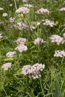 Bedrník větší (Pimpinella major) – Wiert nieuman / Shutterstock