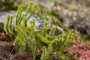 Plavuň vidlačka (Lycopodium clavatum) – Ihor Hvozdetskyi / Shutterstock