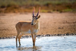 Sajga tatarská (Saiga tatarica) – Yakov Oskanov / Shutterstock