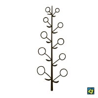 Hrozen, schematické znázornění druhu květenství – CoJeCo.cz, CC BY 4.0