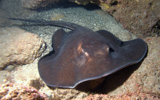 Trnucha obecná (Dasyatis pastinaca) – Tiago Sa Brito / Shutterstock