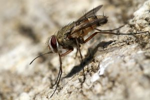Bodalka stájová (Stomoxys calcitrans) – Bildagentur Zoonar GmbH / Shutterstock