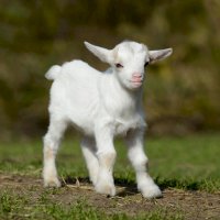 Kůzle – schubbel / Shutterstock