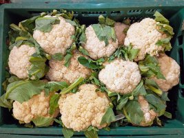 Květák (Brassica oleracea var. botrytis), detail – P Photos Brazil / Shutterstock