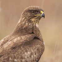 Káně lesní (Buteo buteo), detail hlavy – Luka Hercigonja / Shutterstock