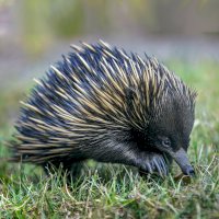 Ježura australská (Tachyglossus aculeatus) – Paul Looyen / Shutterstock